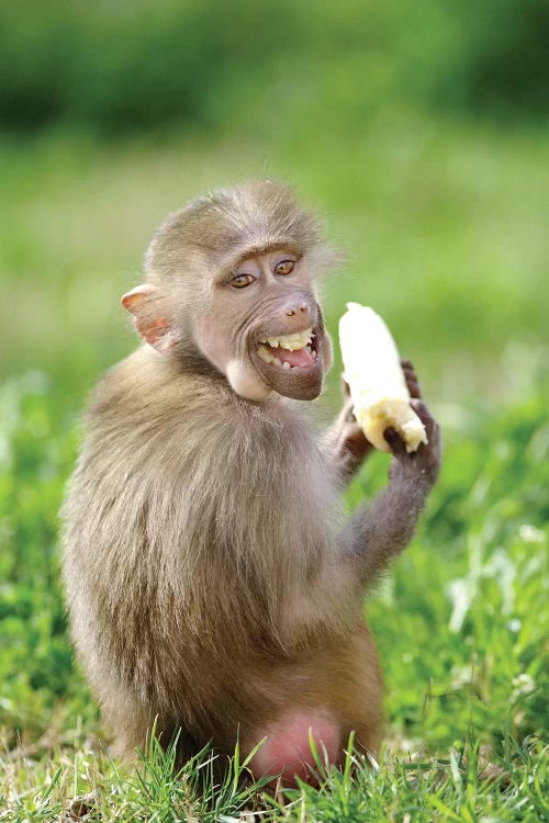 Smiling Monkey