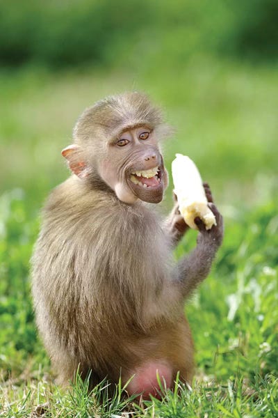 Goran Anastasovski: Smiling Monkey by Goran Anastasovski