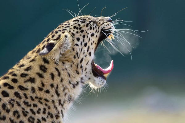 Leopards: Smoking Leopard by Goran Anastasovski