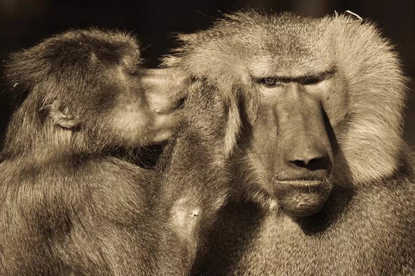 Monkeys: Talk by Goran Anastasovski