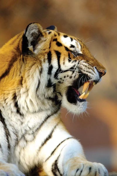 Goran Anastasovski: Tiger by Goran Anastasovski