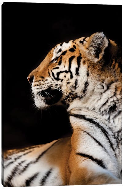 Tiger I Canvas Art Print - Goran Anastasovski
