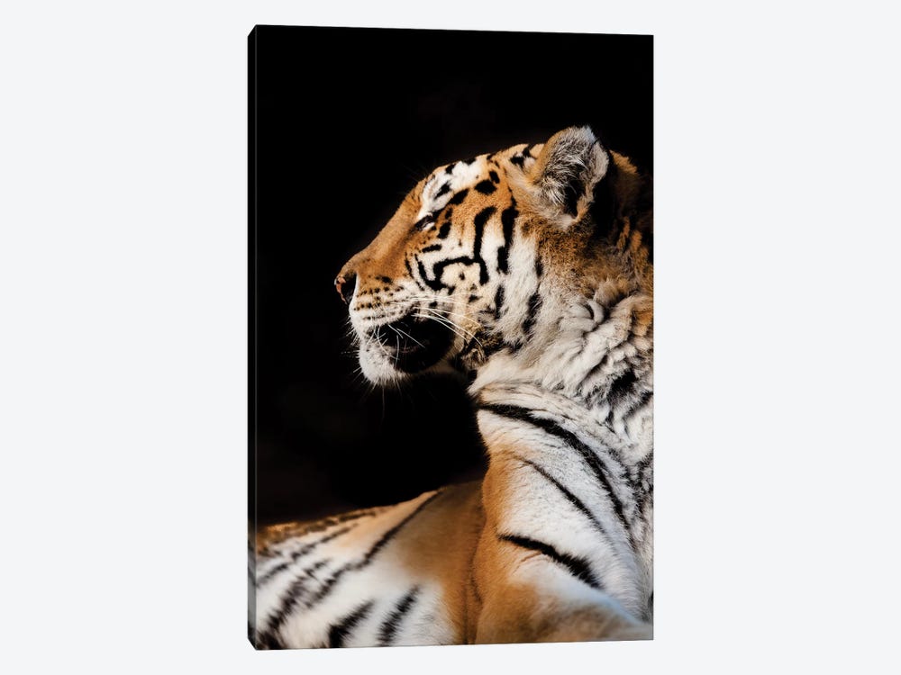 Tiger I by Goran Anastasovski 1-piece Art Print
