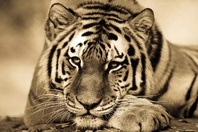 Tiger II by Goran Anastasovski canvas print