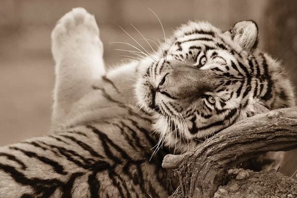 Tigers: Tiger III by Goran Anastasovski