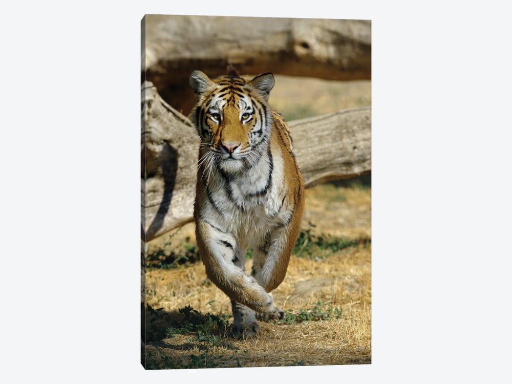 Tiger IV by Goran Anastasovski 1-piece Art Print