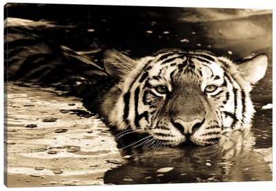 Tiger IX Canvas Art Print - Goran Anastasovski