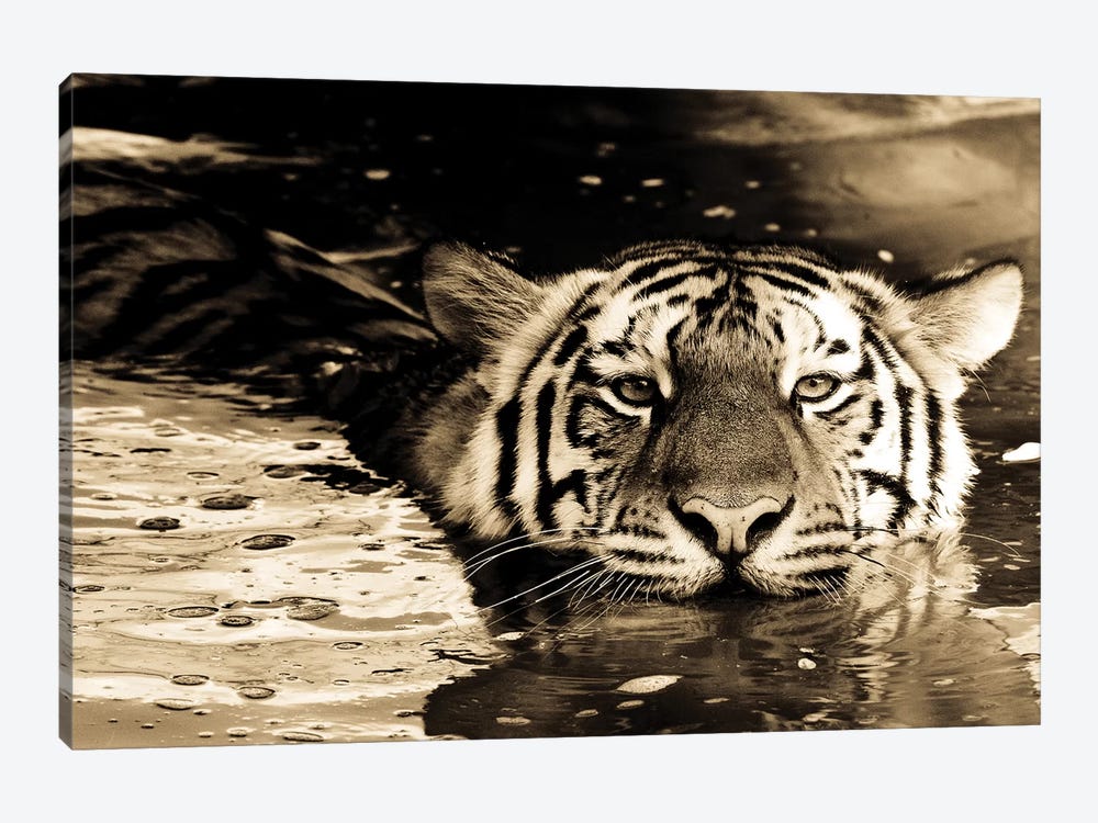 Tiger IX by Goran Anastasovski 1-piece Canvas Artwork