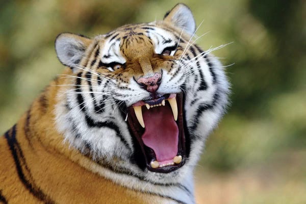Goran Anastasovski: Tiger Roar by Goran Anastasovski