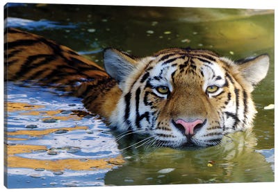 Tiger VI Canvas Art Print - Goran Anastasovski
