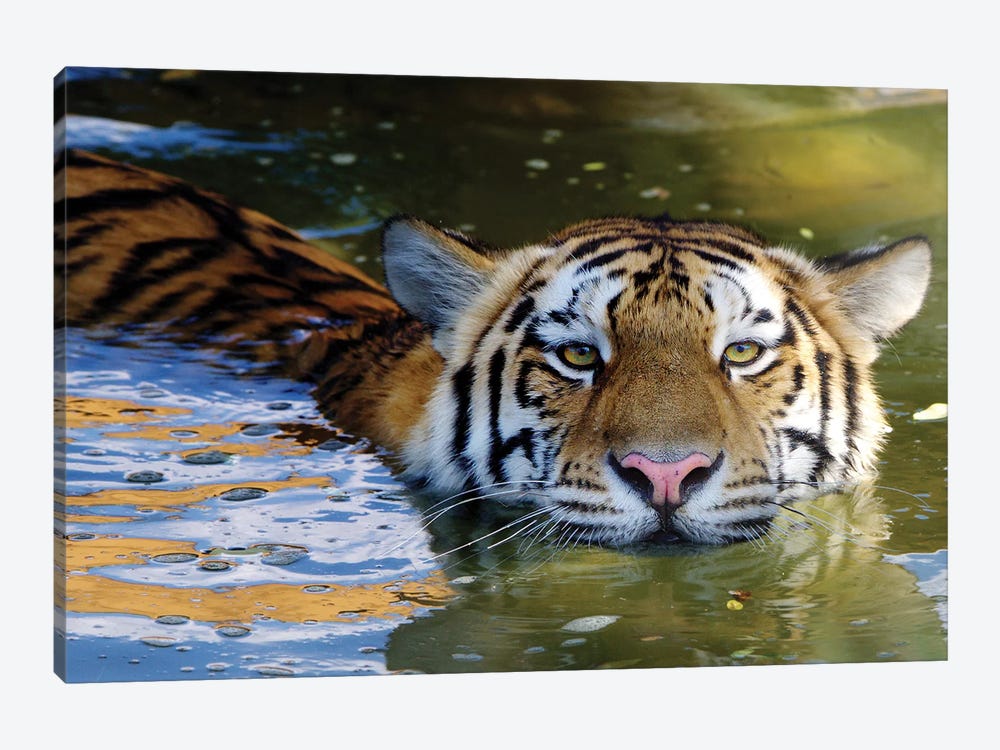 Tiger VI by Goran Anastasovski 1-piece Canvas Wall Art