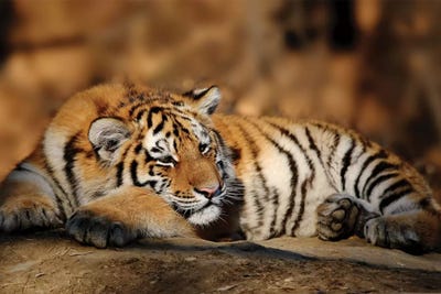 Tiger XII by Goran Anastasovski framed wall art