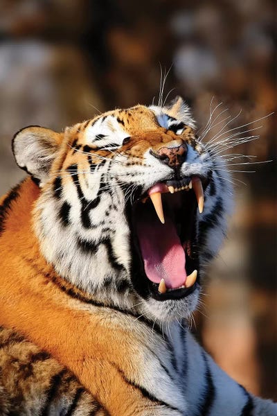 Tiger XII by Goran Anastasovski framed wall art