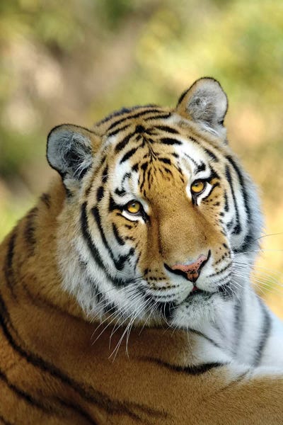 Tiger XII by Goran Anastasovski framed wall art