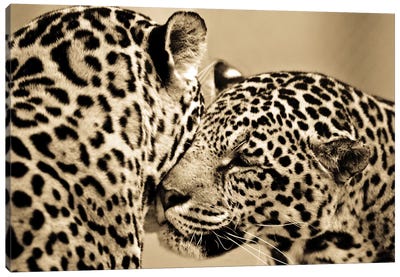 True Love Canvas Art Print - Leopard Art