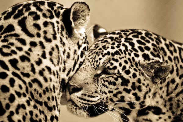 Leopards: True Love by Goran Anastasovski