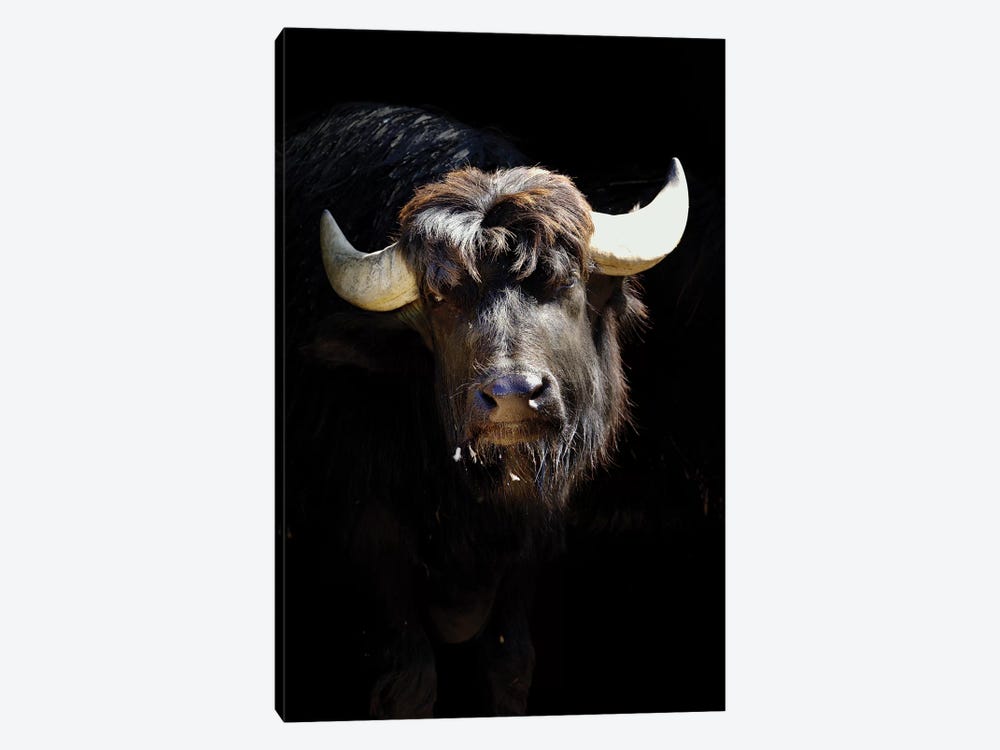 Bison by Goran Anastasovski 1-piece Art Print