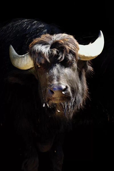 Bison & Buffaloes: Bison by Goran Anastasovski