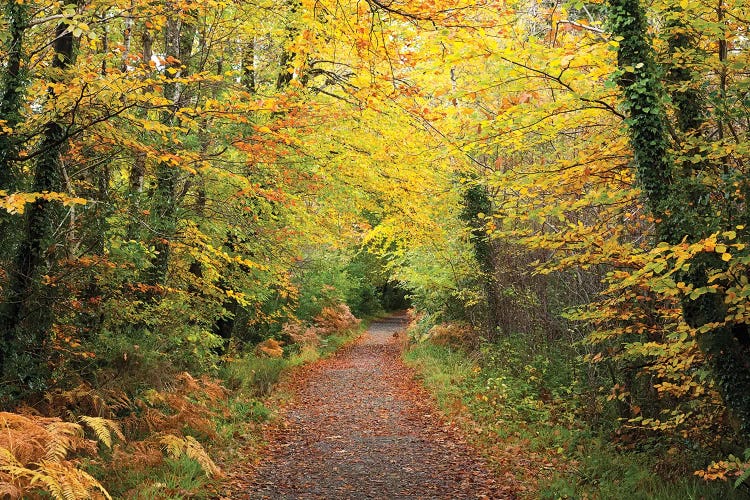 Autumn Walking Path In Tourmakeady Woods, County Mayo, Ireland