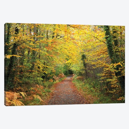 Autumn Walking Path In Tourmakeady Woods, County Mayo, Ireland Canvas Print #GAR104} by Gareth McCormack Art Print