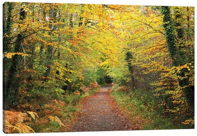 Autumn Walking Path In Tourmakeady Woods, County Mayo, Ireland Canvas Art Print - Gareth McCormack