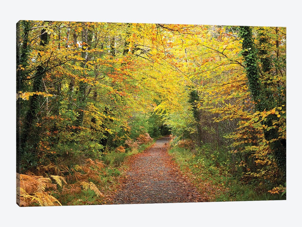 Autumn Walking Path In Tourmakeady Woods, County Mayo, Ireland by Gareth McCormack 1-piece Canvas Print