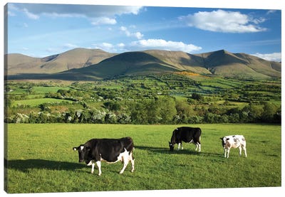 Cows Grazing In The Glen Of Aherlow, Galtee Mountains, County Tipperary, Ireland Canvas Art Print - Hill & Hillside Art