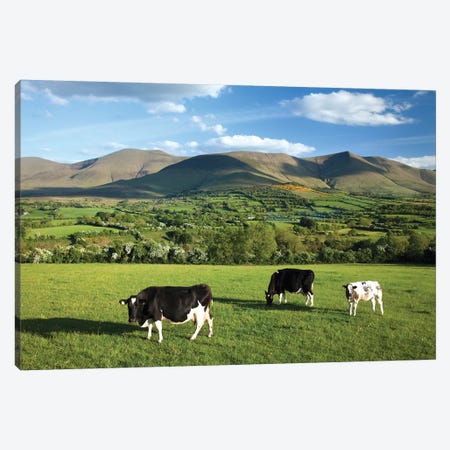 Cows Grazing In The Glen Of Aherlow, Galtee Mountains, County Tipperary, Ireland Canvas Print #GAR105} by Gareth McCormack Canvas Art Print