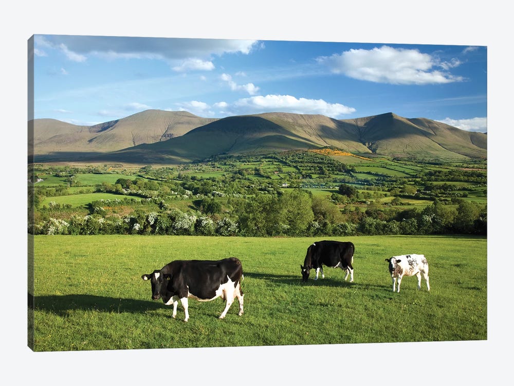 Cows Grazing In The Glen Of Aherlow, Galtee Mountains, County Tipperary, Ireland by Gareth McCormack 1-piece Canvas Wall Art
