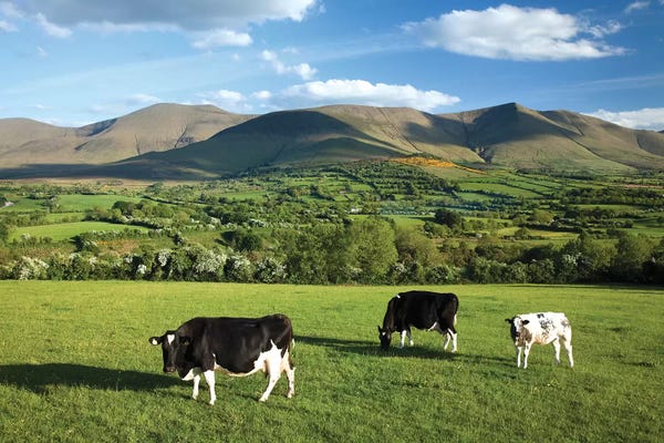Hillsides: Cows Grazing In The Glen Of Aherlow, Galtee Mountains, County Tipperary, Ireland by Gareth McCormack