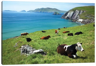 Cows Resting Above Coumeenoole Bay, Dingle Peninsula, County Kerry, Ireland Canvas Art Print - Countryside Art