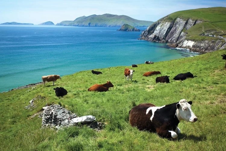 Cows Resting Above Coumeenoole Bay, Dingle Peninsula, County Kerry, Ireland