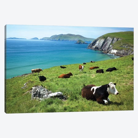 Cows Resting Above Coumeenoole Bay, Dingle Peninsula, County Kerry, Ireland Canvas Print #GAR106} by Gareth McCormack Art Print