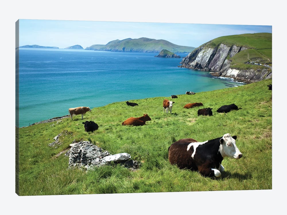Cows Resting Above Coumeenoole Bay, Dingle Peninsula, County Kerry, Ireland by Gareth McCormack 1-piece Art Print