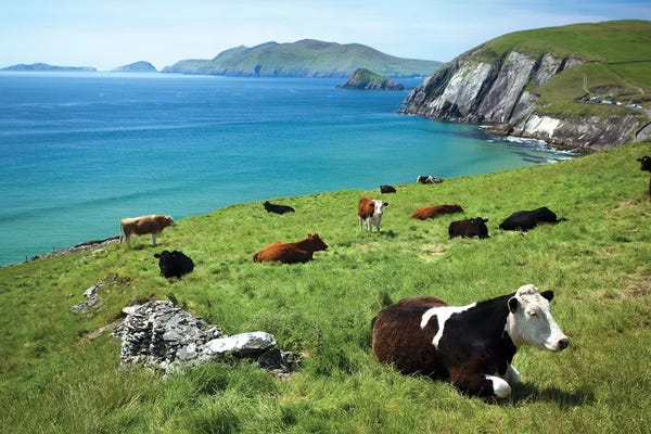 Kerry: Cows Resting Above Coumeenoole Bay, Dingle Peninsula, County Kerry, Ireland by Gareth McCormack