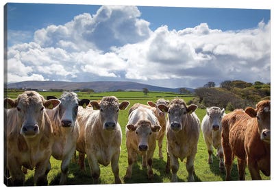 Curious Cattle, County Sligo, Ireland Canvas Art Print - Gareth McCormack