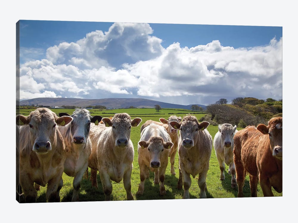 Curious Cattle, County Sligo, Ireland by Gareth McCormack 1-piece Canvas Art