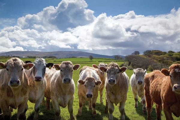 Sligo: Curious Cattle, County Sligo, Ireland by Gareth McCormack