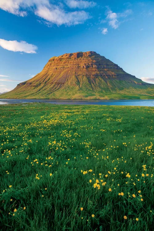 Buttercup Meadow II, Kirkjufell, Grundarfjordur, Snaefellsnes Peninsula, Vesturland, Iceland