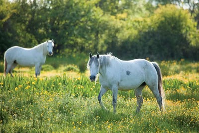 Connemara Ponies, County Mayo, Ireland by Gareth McCormack canvas print