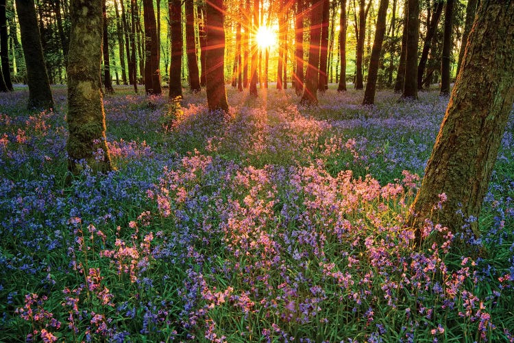 Impressions Of Bluebells, Cootehall, County Roscommon, Ireland