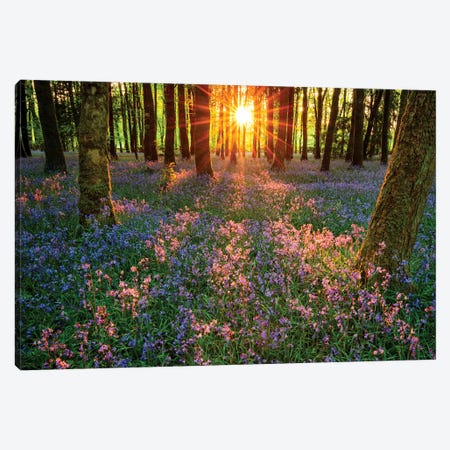 Impressions Of Bluebells, Cootehall, County Roscommon, Ireland Canvas Print #GAR113} by Gareth McCormack Art Print