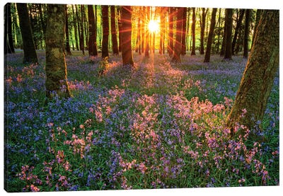 Impressions Of Bluebells, Cootehall, County Roscommon, Ireland Canvas Art Print - Gareth McCormack