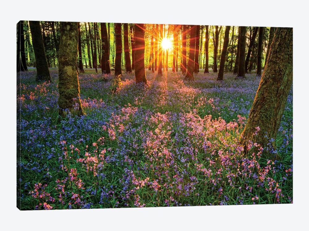 Impressions Of Bluebells, Cootehall, County Roscommon, Ireland by Gareth McCormack 1-piece Art Print