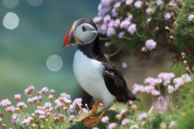 Puffin II, Great Saltee Island, County Wexford, Ireland  by Gareth McCormack framed canvas print