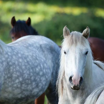 Setting Sun In Bluebell Woodland I by Gareth McCormack canvas print
