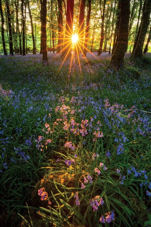 Setting Sun In Bluebell Woodland II