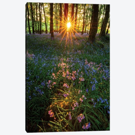Setting Sun In Bluebell Woodland II Canvas Print #GAR117} by Gareth McCormack Canvas Art