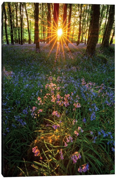 Setting Sun In Bluebell Woodland II Canvas Art Print - Gareth McCormack