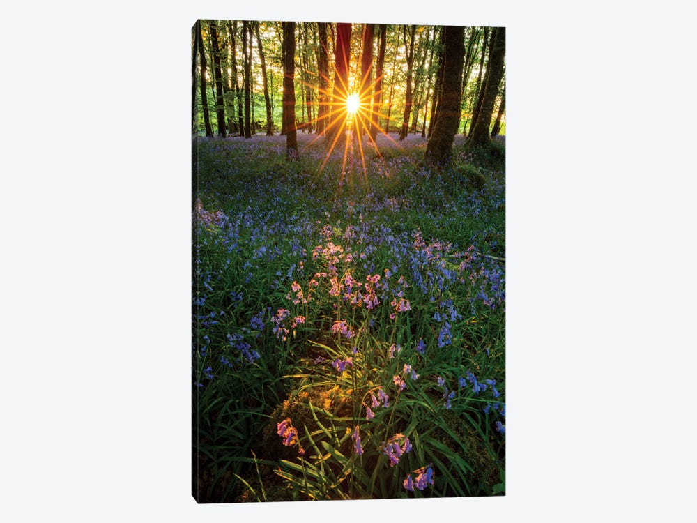 Setting Sun In Bluebell Woodland II by Gareth McCormack 1-piece Canvas Print